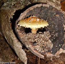 Attēlu rezultāti vaicājumam “Pholiota aurivella”