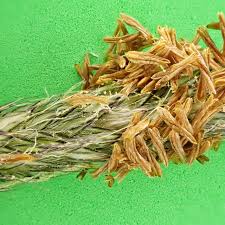 Attēlu rezultāti vaicājumam “Alopecurus pratensis fruit”