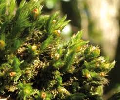 Attēlu rezultāti vaicājumam “Orthotrichum speciosum sporophyte”