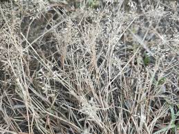 Attēlu rezultāti vaicājumam “Argyresthiidae”