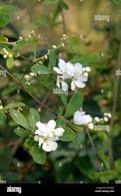 Attēlu rezultāti vaicājumam “Exochorda giraldii var. wilsonii”
