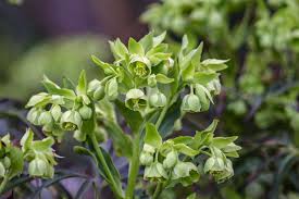 Image result for Helleborus foetidus