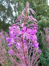 Image result for Epilobium angustifolium