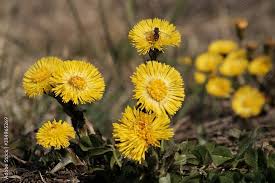 Attēlu rezultāti vaicājumam “Tussilago farfara flower”
