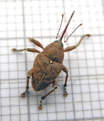 Attēlu rezultāti vaicājumam “Curculio nucum”