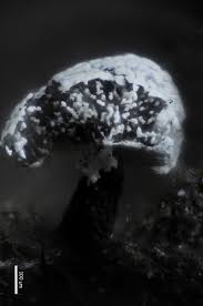 Attēlu rezultāti vaicājumam “Physarum obscurum young”