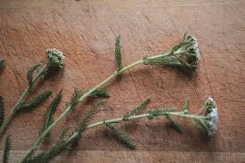 Attēlu rezultāti vaicājumam “Achillea millefolium bud”