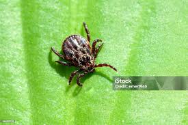 Attēlu rezultāti vaicājumam “Dermacentor reticulatus”