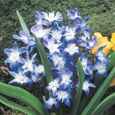 Attēlu rezultāti vaicājumam “Scilla luciliae”