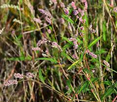 Attēlu rezultāti vaicājumam “Persicaria maculosa leaf”