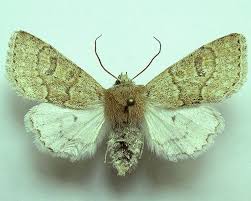 Attēlu rezultāti vaicājumam “Orthosia miniosa imago”