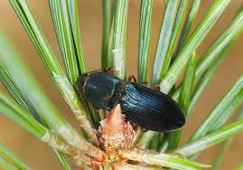 Attēlu rezultāti vaicājumam “Selatosomus aeneus”