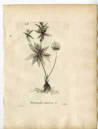 Attēlu rezultāti vaicājumam “Ranunculus cassubicus flower”