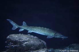 Image result for Acipenser