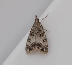 Attēlu rezultāti vaicājumam “Eudonia lacustrata”