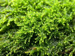 Attēlu rezultāti vaicājumam “Cephaloziella hampeana”