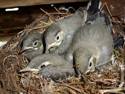 Attēlu rezultāti vaicājumam “Motacilla alba nest”
