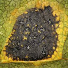 Attēlu rezultāti vaicājumam “Rhytisma acerinum”