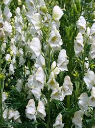 Attēlu rezultāti vaicājumam “Aconitum napellus”