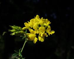 Attēlu rezultāti vaicājumam “Medicago sativa subsp. falcata”