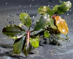 Risultati immagini per bucephalandra pinoh red stem