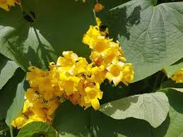 Attēlu rezultāti vaicājumam “Thladiantha dubia flower”