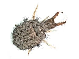 Attēlu rezultāti vaicājumam “Myrmeleontidae”