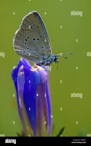 Attēlu rezultāti vaicājumam “Maculinea alcon”