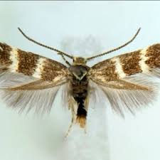 Attēlu rezultāti vaicājumam “Euphydrias aurinia upperside”