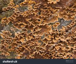 Attēlu rezultāti vaicājumam “Stereum hirsutum”