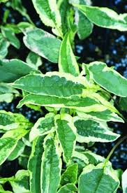 Attēlu rezultāti vaicājumam “Echinacea purpurea leaf”