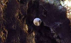 Attēlu rezultāti vaicājumam “Satyrium ilicis underside”