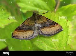 Attēlu rezultāti vaicājumam “Scotopteryx chenopodiata”