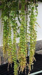 Attēlu rezultāti vaicājumam “Lysimachia nummularia leaf”