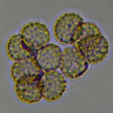 Attēlu rezultāti vaicājumam “Tubifera ferruginosa (subsp. ferruginosa) sessile”