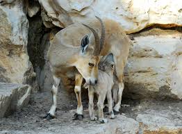 Attēlu rezultāti vaicājumam “Capra juvenile”