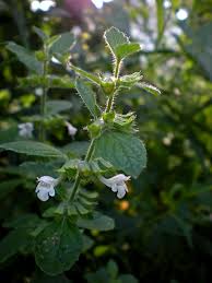 Image result for Melissa officinalis