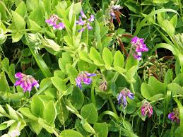 Attēlu rezultāti vaicājumam “Lathyrus japonicus subsp. maritimus leaf”