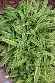 Attēlu rezultāti vaicājumam “Carex pilosa leaf”