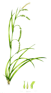 Attēlu rezultāti vaicājumam “Carex sylvatica fruit”