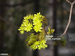 Attēlu rezultāti vaicājumam “Acer platanoides flower”