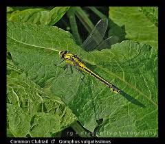 Attēlu rezultāti vaicājumam “Gomphus vulgatissimus”