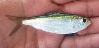 Image result for Alosa pseudoharengus