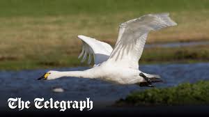 Image result for Sussex Swans