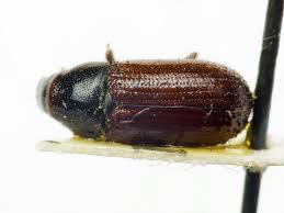 Attēlu rezultāti vaicājumam “Tomicus minor”