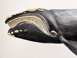 Image result for Eubalaena glacialis