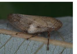 Attēlu rezultāti vaicājumam “Aphrophora alni”