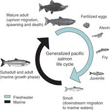 Image result for Oncorhynchus