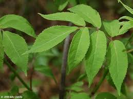 Attēlu rezultāti vaicājumam “Sambucus racemosa leaf”