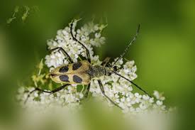 Attēlu rezultāti vaicājumam “Pachyta quadrimaculata”